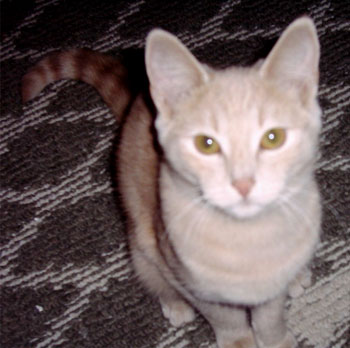 Annie Cat