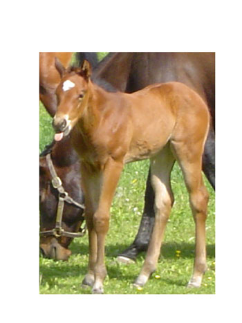 Annie the Colt