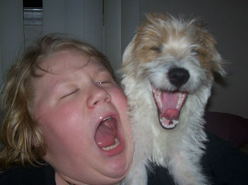 Boo (Jack Russell Terrier)