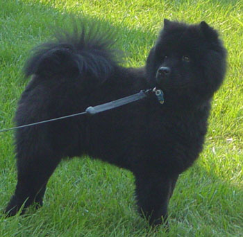 Bubbalouie (Chow Chow)