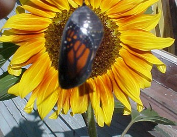 Hatching Butterfly
