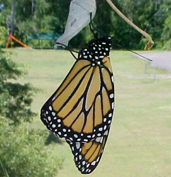 Hatching Butterfly