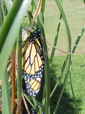 Hatching Butterfly