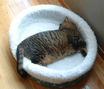 Cassie - Tabby Cat