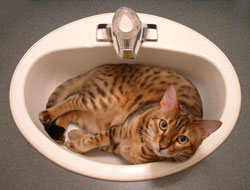 Bathing Your Cat