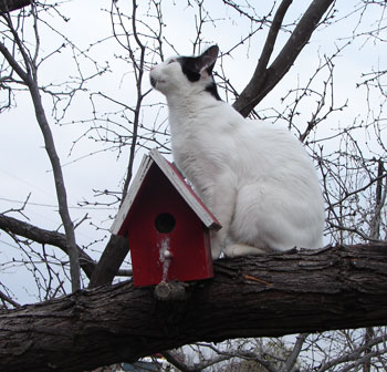 Charlie the Cat