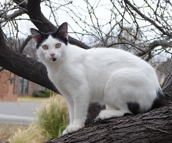 Charlie the Cat