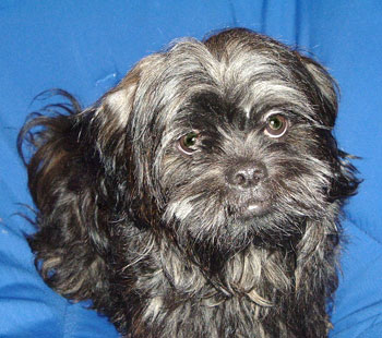Chewy (Shih Tzu)