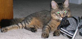 Christian the Cat