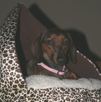 Delphine - Miniature Dachshund