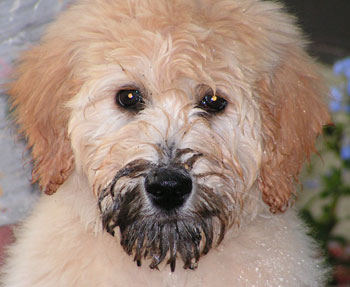 Dirty Sunny - Goldendoodle