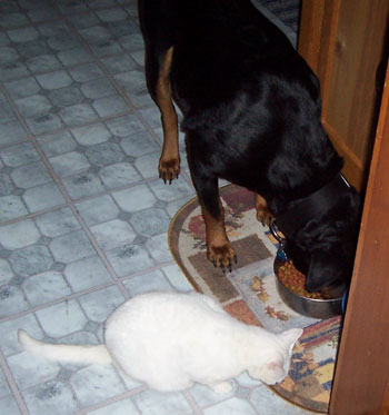rottweiler and cats elsa and cleo rottweiler and cat thriftyfun rottweiler and cats elsa and cleo rottweiler and cat thriftyfun