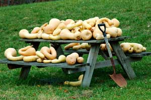 Get Started Growing Gourds