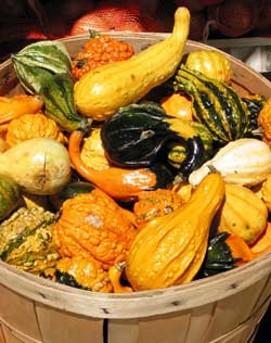gourds Would you put these down your pants? WHY?!?!