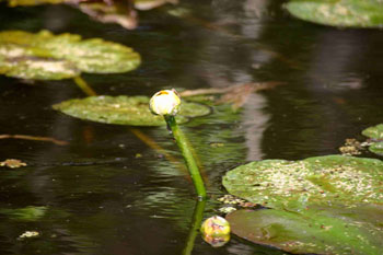 Beautiful Lily Pads