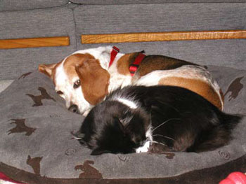 Molly and Eie (Beagle and Cat)