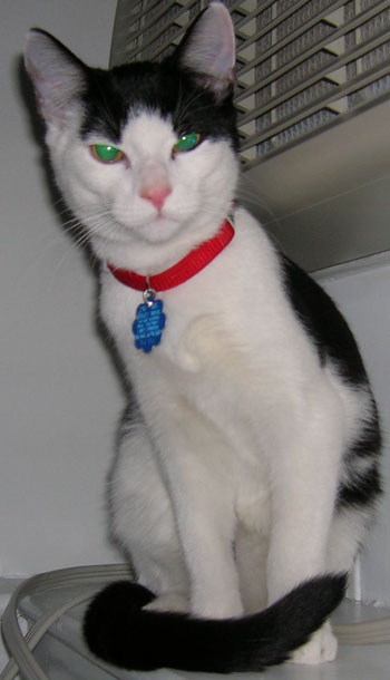 Movado the Cat