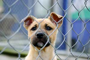 Disaster Preparedness for Dogs & Cats