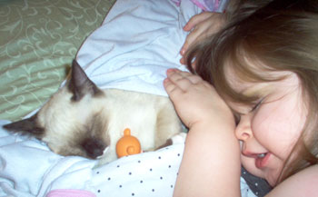 Princess Angel (Japanese Bobtail/Siamese)