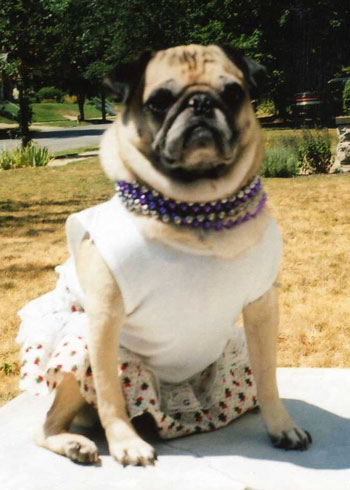 Pugsley Marie (Chinese Pug)