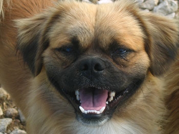Rosco - Unknown Breed
