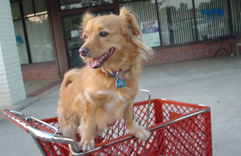 Rufus (Mixed Breed)