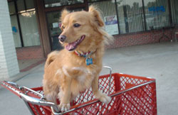 The Advantages of a Mutt