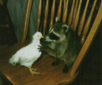 Sam the Raccoon and the chick