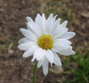 Daisy