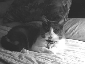 Sissy the Cat