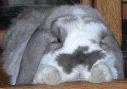 Some Bunny Basics