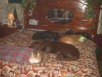 The Whole Gang