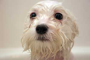 Bathing Your Dog