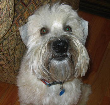 Wrigley - Soft coated Wheaton Terrier