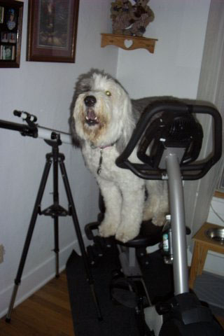 ZoeyZen (Old English Sheepdog)