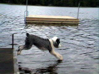 (Old English Sheepdog)