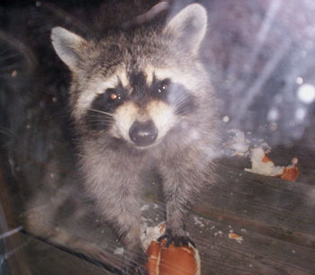 Zorro - Raccoon