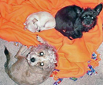 3 dogs on a blanket