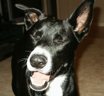 Brutus Lab/Collie Brutus Lab/Collie