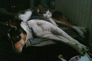 Buddies
