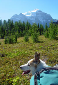 Camping With Pets