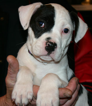 Casey - Pit Bull