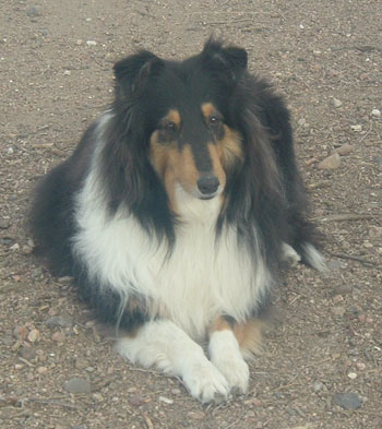 Casper - Tri Color Collie