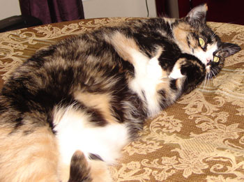 Allie Cat