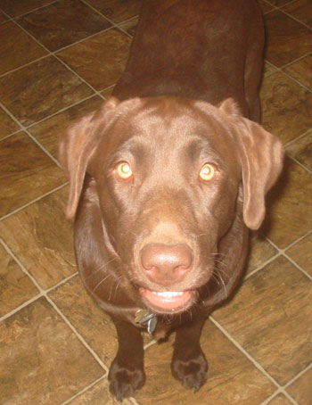 Coco (Chocolate Lab)