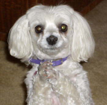 Cookie (Maltese), It's a Dogs Life