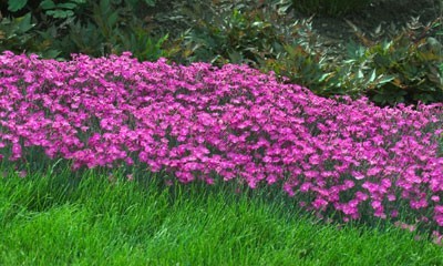 Dianthus
