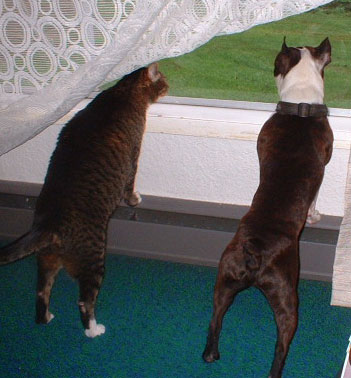 Fernado and Fenway