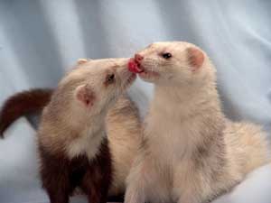 Setting Up a Cage For A Ferret