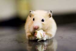 Setting up a hamster cage